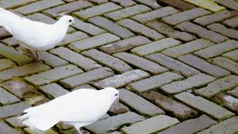 Nathan der Weise TKZ Vollformat