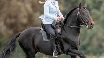 Lucy mit Lusitano Hengst Janota