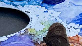 Bild mit Schmetterling