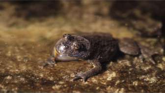 Das Konzert der Kreuz-Kröten und Gelbbauchunken