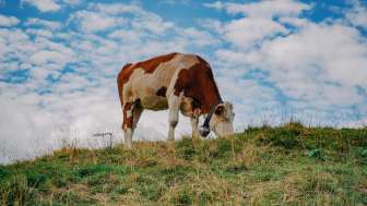 Braun-weiße Kuh steht auf einer grünen Weide unter blauem Himmel in Liechtenstein – Symbol für artgerechte Tierhaltung und Naturverbundenheit.