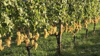 Boner & Rasi Weinbau und Brennerei