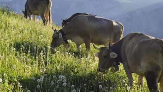 Bergkäserei Mädris