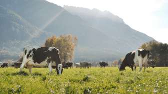 Kühe grasen auf einer saftigen Wiese in Liechtenstein, mit malerischer Bergkulisse im Hintergrund – idyllischer Blick auf nachhaltige Landwirtschaft.