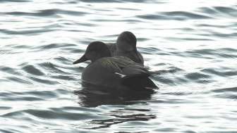 Wintergäste (c)Heiko Hörster