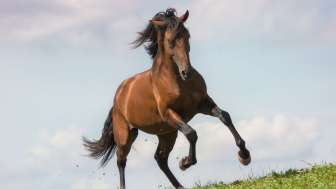 Ganhador Schulpferd für Fortgeschrittenen Reiter/innen