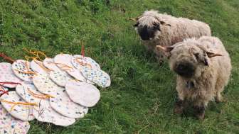 Schafe und das Werk ihrer Wolle