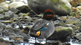 Krickente (c)Heiko Hörster