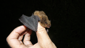 Mückenfledermaus 3 WDBurkhard JPGpng