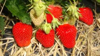 Erdbeeren