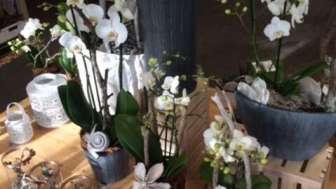 Orchideen