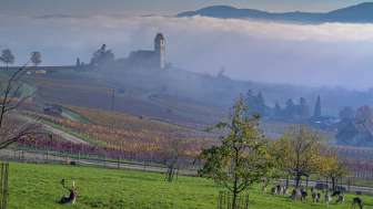 Hallau_Herbst_November_Nebel_Bergkirche_Kirche_Tiere_Reben