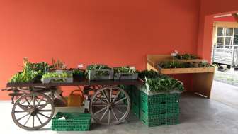 Bepflanzter Holz-Wagen mit frischen Gemüsesetzlingen im überdachten Außenbereich des Birkahoflädile – Direktverkauf in Liechtenstein.
