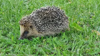 Der Igel - Nachbar und Wildtier