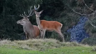 Begleitveranstaltung Sonderausstellung «Wild. Wald. Wir.»