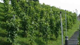 Rebberg mit Treppenaufgang